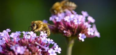 Les pesticides néonicotinoïdes interdits en France depuis le 1er septembre