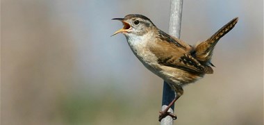 Les pesticides tuent nos oiseaux, nos insectes, nos chauves-souris