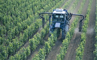 Pesticides dans les vignes