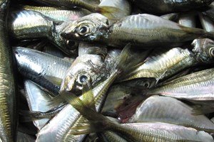 Poissons pollués aux PCB