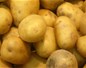 Pomme de terre OGM