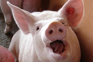 Porc pas content