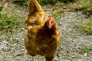 Poule grippe aviaire