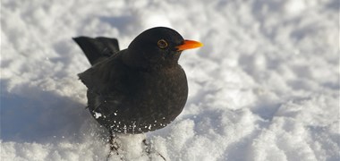 Protection des oiseaux : la LPO porte plainte contre l'État français auprès de l'Europe