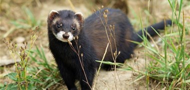 Le putois est menacé de disparition