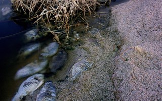 Les rivières françaises chargées en polluants, pesticides, résidus de médicament