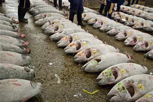 Thon pêchés à terre