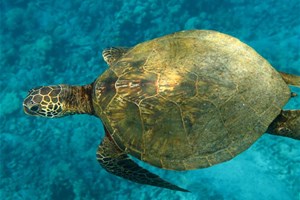 Tortue marine