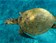 Tortue marine