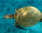 Tortue marine