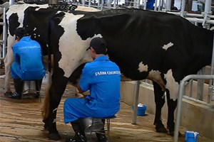 Traite manuelle des vaches