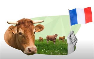 Y-a t'il trop de vaches dans les élevages en France ?