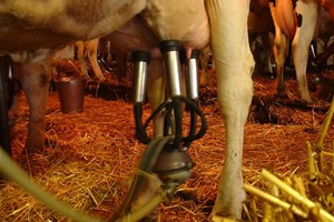 Vache en train d'être traite