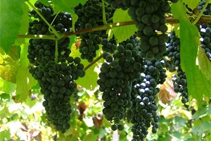 Vignes