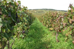 Vignes raisin