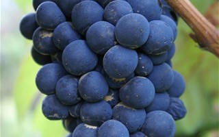 Le viticulteur bio qui ne voulait pas traiter ses vignes relaxé en appel