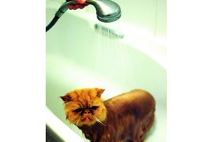 Chat prenant une douche