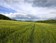 Agriculture biologique