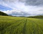 Agriculture biologique