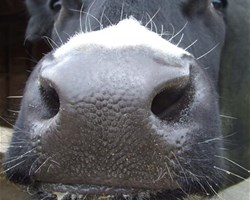 Vache