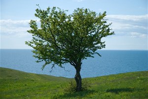 Arbre au bord de la mer