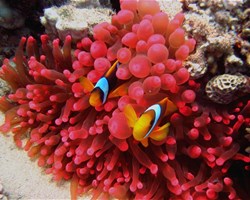 Corail en mer rouge