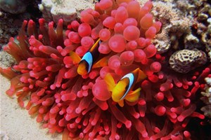 Corail en mer rouge