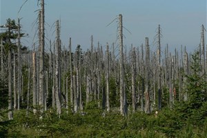 Forêt abimée par les pluies acides