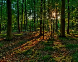 Forêt en été