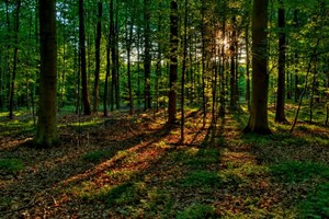 Forêt en été