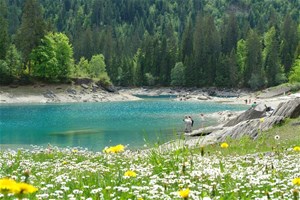 Lac et forêt de sapins