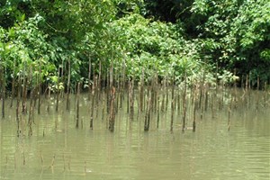 Mangrove