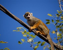 Petit singe perché dans un arbre