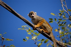 Petit singe perché dans un arbre