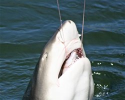 Requin pêché menacé d'extinction