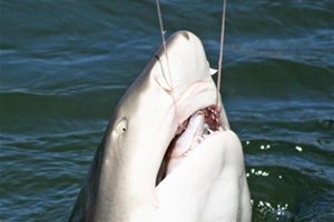 Requin pêché menacé d'extinction