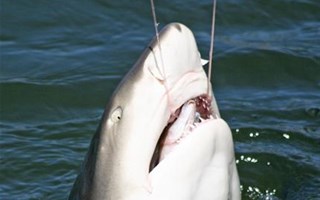 Requin pêché menacé d'extinction