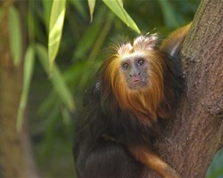 Singe dans son habitat de forêt