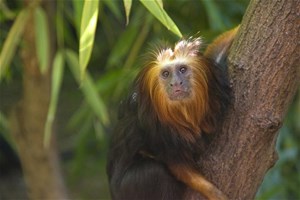 Singe dans son habitat de forêt
