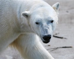 Ours blanc
