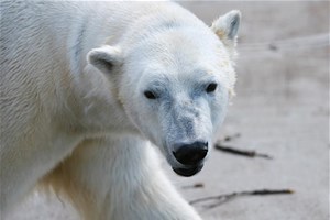 Ours blanc