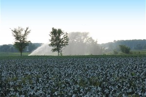 Irrigation des chmaps
