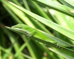 Lézard vert