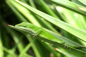 Lézard vert