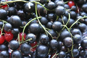 Cassis