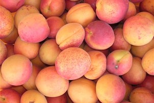 Pêche
