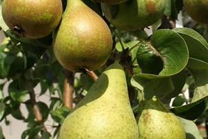 Poire
