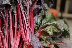Rhubarbe