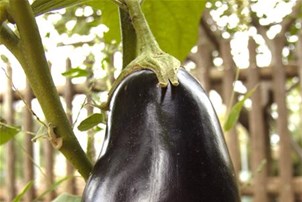 Aubergine