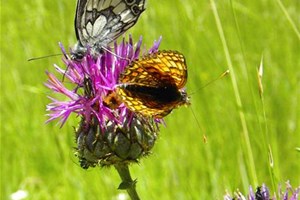 Papillon